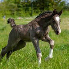 Shire Ørsteds cehra 