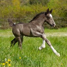 Shire Ørsteds cehra 