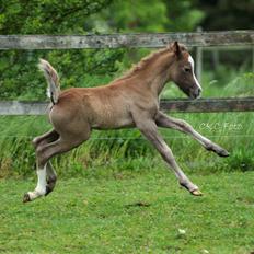 Welsh Mountain (sec A) Kolkjaers Jacaro
