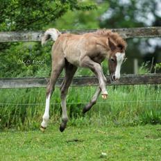 Welsh Mountain (sec A) Kolkjaers Jacaro