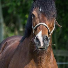 Welsh Cob (sec D) | Valhallas Mabon Mai
