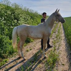 Anden særlig race Trolleys Altivo