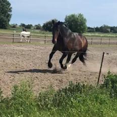 Oldenborg Bakkegaardens Jacki