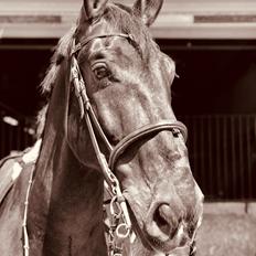 Oldenborg Bakkegaardens Jacki