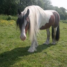 Irish Cob Crossbreed Indien Boy (Himmel hest)