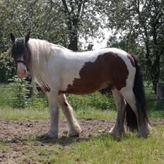 Irish Cob Crossbreed Indien Boy (Himmel hest)