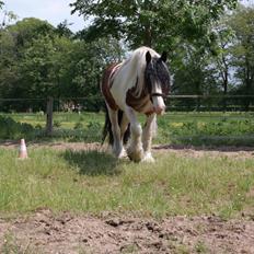 Irish Cob Crossbreed Indien Boy (Himmel hest)