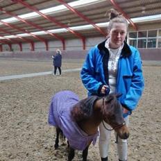 Amerikansk Miniature Lm wild painted lazett