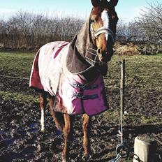 Dansk Varmblod Be - anka