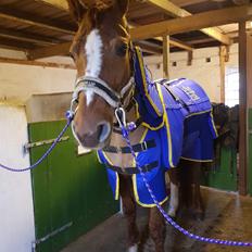 Dansk Varmblod Be - anka