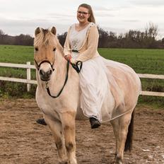 Fjordhest | Odin Møldrup | Hotte 