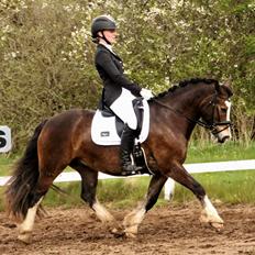 Welsh Cob (sec D) Holmlunds Royal Kingston