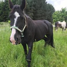 Oldenborg Fräulein Alstrup