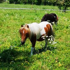 Shetlænder I Baunti's Kaiser De  Beelzebub