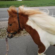 Shetlænder I Baunti's Kaiser De  Beelzebub