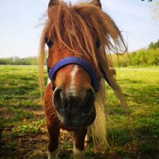 Shetlænder I Baunti's Kaiser De  Beelzebub