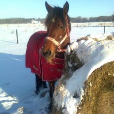 Anden særlig race Hylkegaardens Little Star (Lille Star)