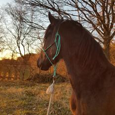 Frieser Bouke S 