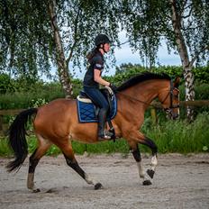 Dansk Varmblod Suzie Q