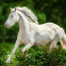 Welsh Cob (sec D) Cynheidrefawr faithful florence