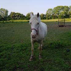 Welsh Cob (sec D) Cynheidrefawr faithful florence