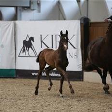 Dansk Varmblod Divito