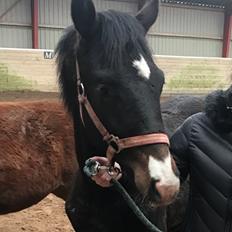 Dansk Varmblod Divito