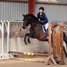 Dansk Varmblod Sir Carlos