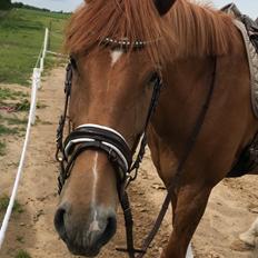 Dansk Varmblod Sancerre De Light