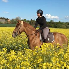 Dansk Varmblod Sancerre De Light