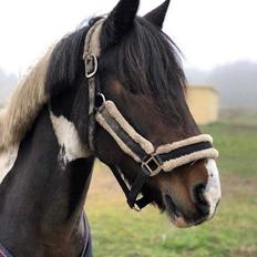 Irish Cob Dancer