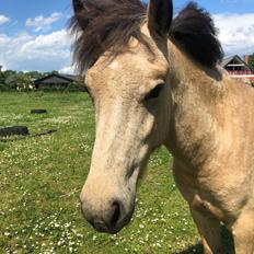 Islænder Ragnar fra Runesvinget