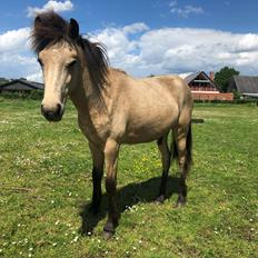 Islænder Ragnar fra Runesvinget