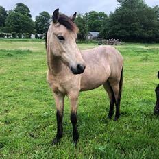 Islænder Ragnar fra Runesvinget