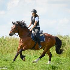 Welsh Cob (sec D) | Valhallas Mabon Mai