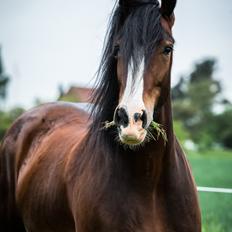 Shire Skovlys maybeline