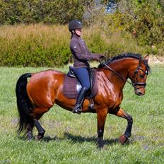 Anden særlig race Hanuzka
