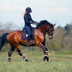 Anden særlig race Hanuzka