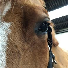 Dansk Varmblod Simona K