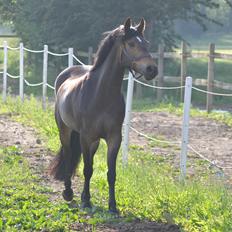 New Forest Joy