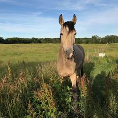 Anden særlig race Agerbæks Bravour