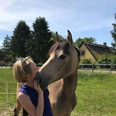 Anden særlig race Agerbæks Bravour