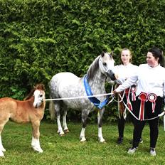 Welsh Mountain (sec A) Gribsvads pinka