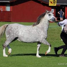 Welsh Mountain (sec A) Gribsvads pinka
