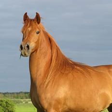 Arabisk fuldblod (OX) Emira bint Gharib ox *SOLGT*