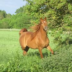 Arabisk fuldblod (OX) Emira bint Gharib ox *SOLGT*