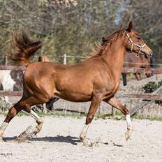 Arabisk fuldblod (OX) Hh unik touch of khiara ox