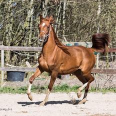 Arabisk fuldblod (OX) Hh unik touch of khiara ox