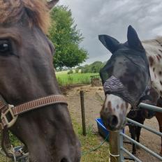 Anden særlig race Amadéo SNG