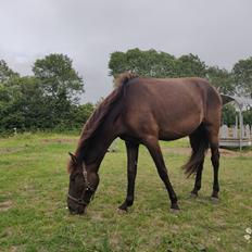 Anden særlig race Amadéo SNG